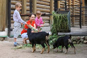 Children feeding goats