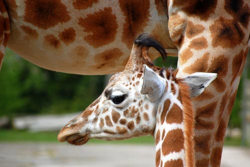 Giraffes